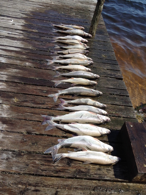 Fish on dock